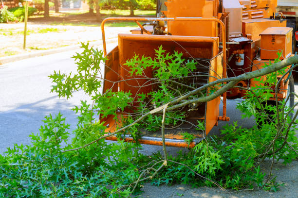 Trusted Shady Hills, FL Tree Service Experts